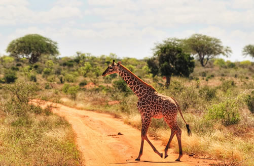 3 Days Tsavo East and West Kenya Safari