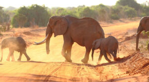 Read more about the article Affordable Kenya Safaris: How to Plan a Budget Safari Trip.