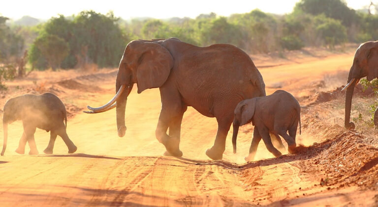 3 Days_ 2 Nights_ Tsavo east and west Safari