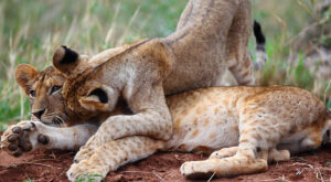 Read more about the article Roaring Majesty: The Lions of Masai Mara