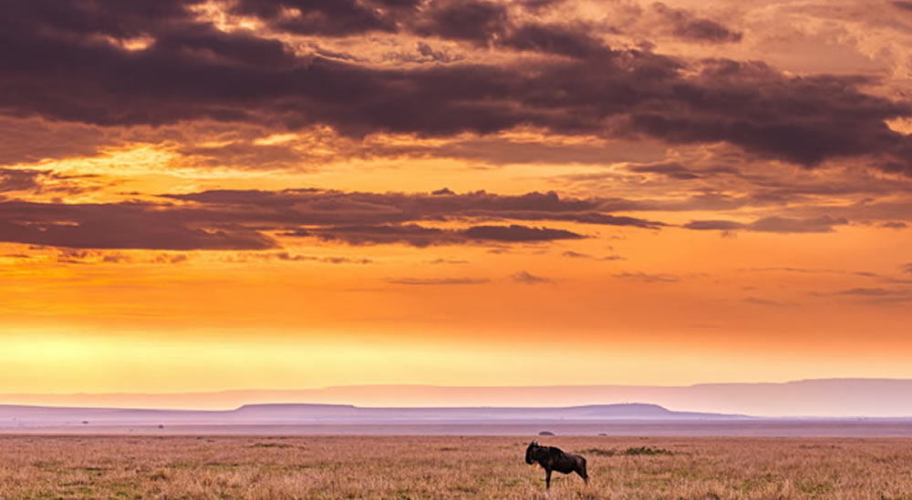 Read more about the article 6 Days Amboseli, lake Nakuru and Masai Mara