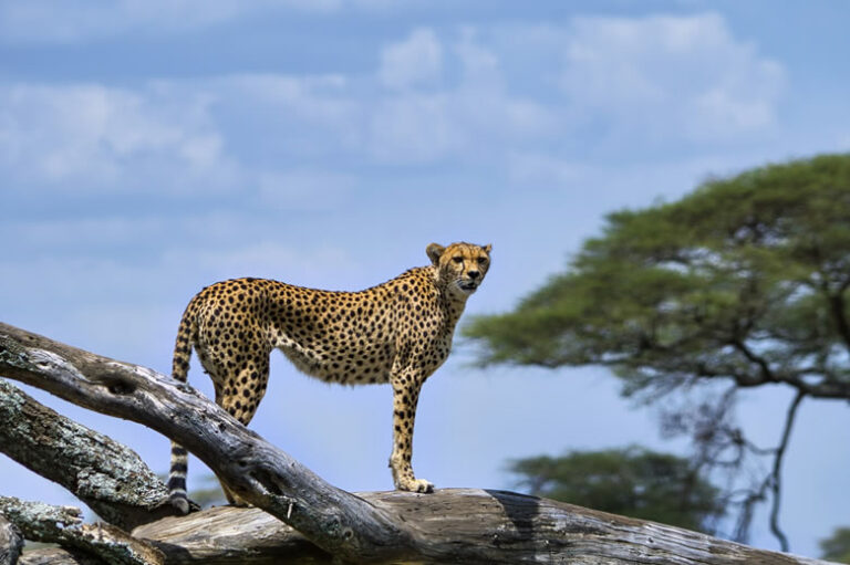 4 Days Tarangire-Serengeti-Ngorongoro_1