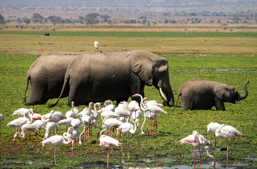 5 Days Tsavo East,West ,Voyager Ziwani and Amboseli Safari -