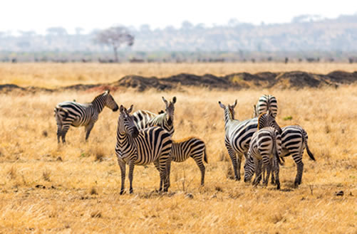 5 days Amboseli, Tsavo West and Tsavo East Safari