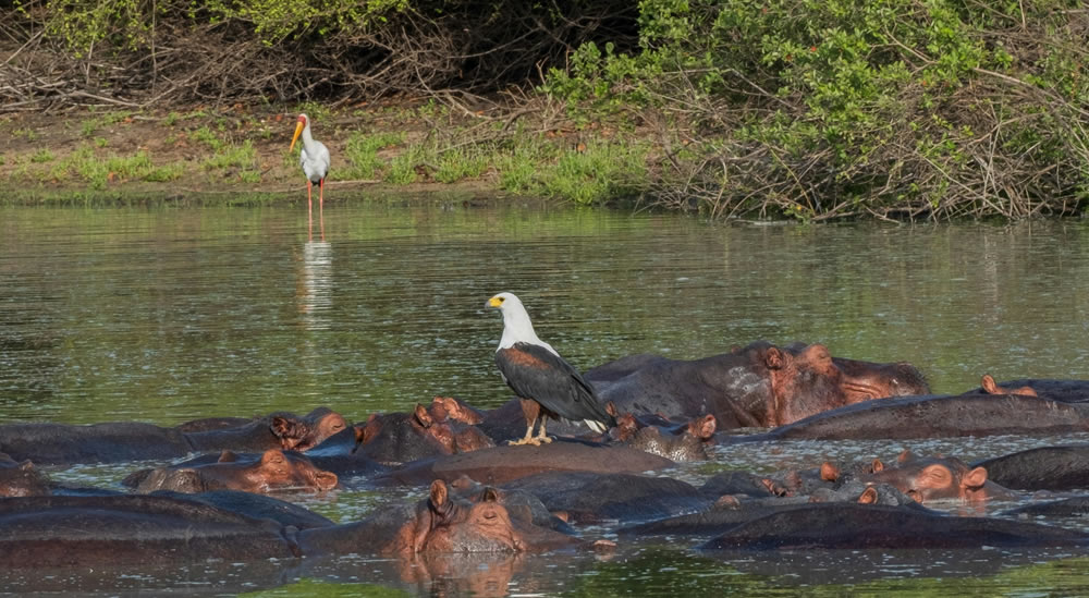 Read more about the article 8 Days Amboseli, Lake Nakuru, Masai Mara and Lake Naivasha Safari