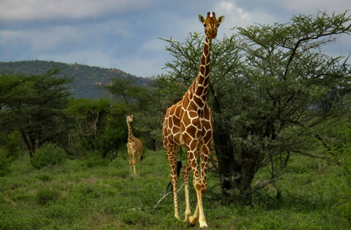 7 days samburu , Aberdeare , lake Nakuru and Masai Mara safari_1