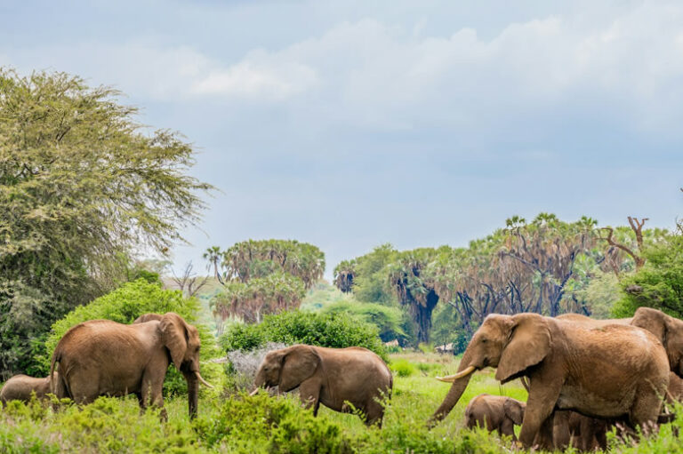 8 Days Safari To Amboseli, Samburu, Maasai Mara_1