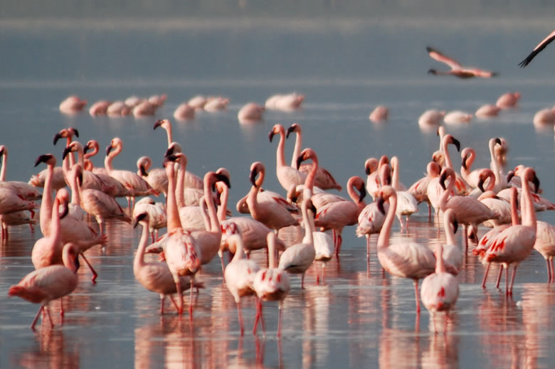 Read more about the article 6 Days Amboseli, lake Nakuru and Masai Mara