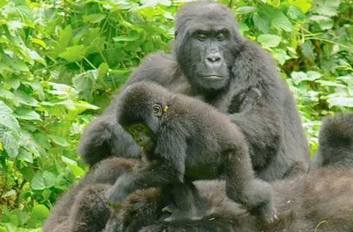 Read more about the article 9 Days Uganda Gorilla Trekking